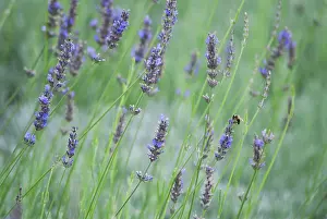 Augustifolia: Lavender