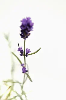 Frankfurt: Lavender
