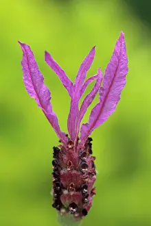 Stoechas: Lavender