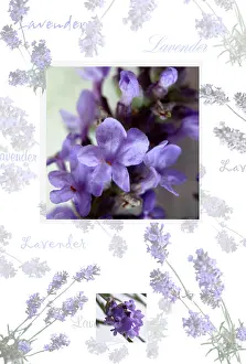 Augustifolia: Lavender