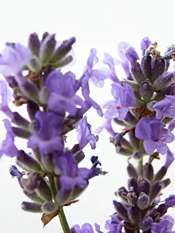 Augustifolia: Lavender