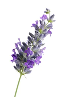 Augustifolia: Lavender