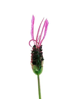 Stoechas: Lavender