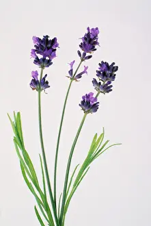 Augustifolia: Lavender
