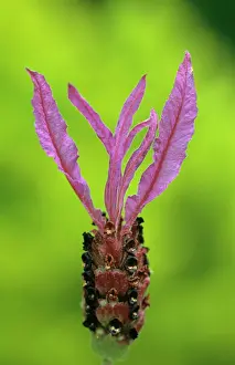 Stoechas: Lavender