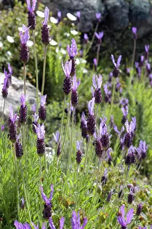 Stoechas: Lavender