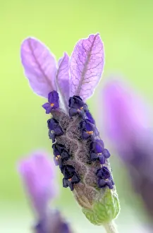 Stoechas: Lavender