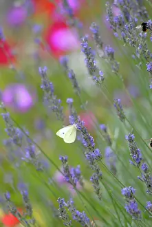 Blissful: Lavender