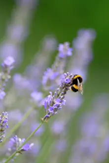 Hidcote: Lavender