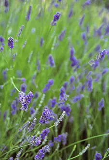 Augustifolia: Lavender