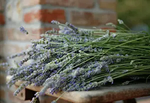 Augustifolia: Lavender