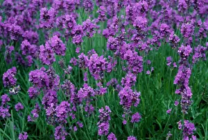 Augustifolia: Lavender