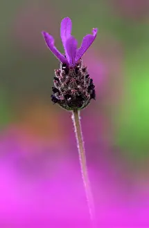 Stoechas: Lavender
