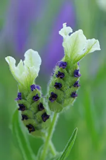 Alliance: Lavender