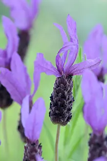 Vein: Lavender