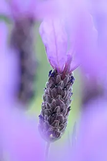 Stoechas: Lavender