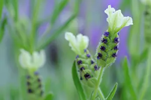 Stoechas: Lavender