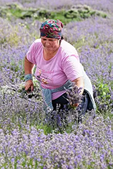 Augustifolia: Lavender
