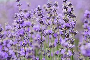Augustifolia: Lavender