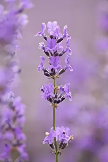 Augustifolia: Lavender