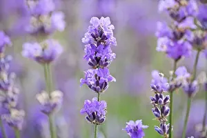Augustifolia: Lavender
