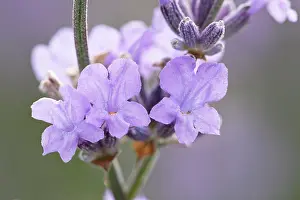 Augustifolia: Lavender