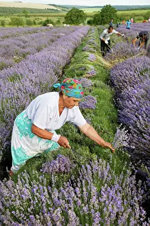 Augustifolia: Lavender