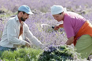 Augustifolia: Lavender