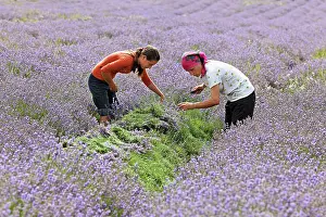 Augustifolia: Lavender