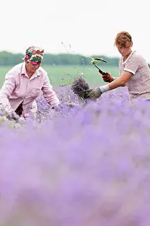 Augustifolia: Lavender