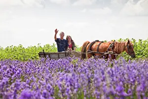 Waving: Lavender