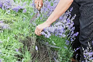 Augustifolia: Lavender