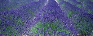 Aromaherb: Lavender