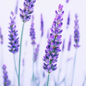 Aromaherb: Lavender