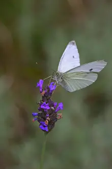 Rapae: Lavender