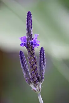 Pinnata: Lavender