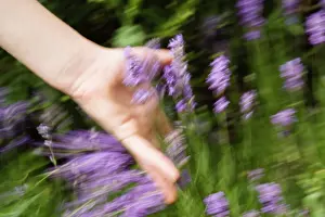 Teenager: Lavender