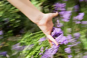 Teenager: Lavender