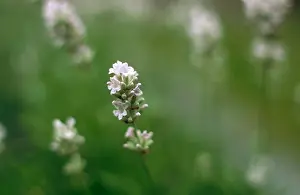 Nana: Lavender