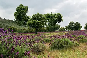 Holm: Lavender