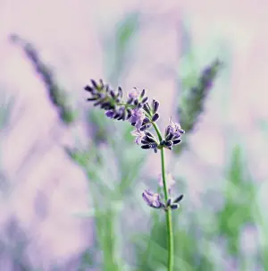 Aromatherapy: Lavender