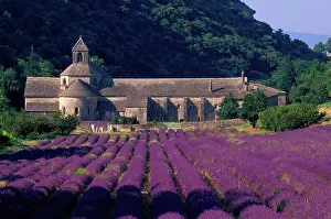 Vaucluse: Lavender