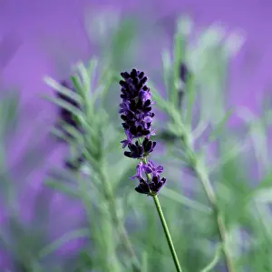 Aromatherapy: Lavender
