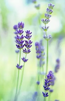 Resistant: Lavender