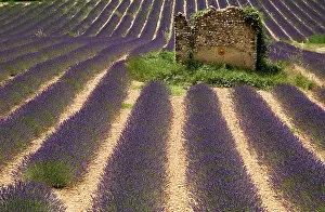 Smell: Lavender