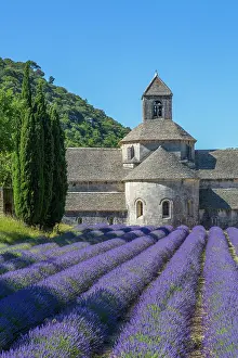 Lamiaceae: Lavender in bloom and Senanque Abbey in Provence