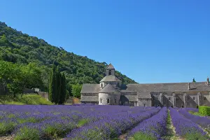 Lamiaceae: Lavender in bloom and Senanque Abbey in Provence