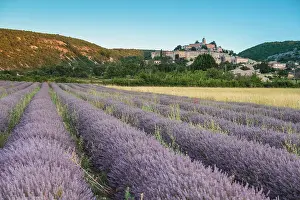 Sergio Arias: Lavender Field