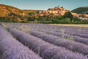 Sergio Arias: Lavender Field