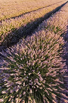 Sergio Arias: Lavender Field